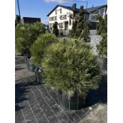 Сосна чорна Спілберг d 0,9 м